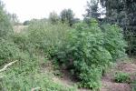 Plantacja konopi pod gołym niebem zlikwidowana
