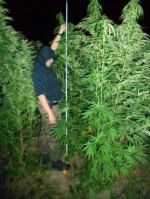 Uprawiali konopie, wpadli na gorącym uczynku