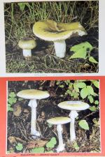 Pomyłka na grzybobraniu może nas kosztować życie