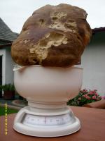 Rekordowe grzybobrania w opolskich lasach