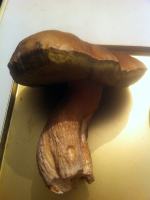 Rekordowe grzybobrania w opolskich lasach