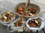 Rekordowe grzybobrania w opolskich lasach