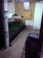 Prawie 2 tysiące krzaków konopi rosło na plantacji pod Grodkowem