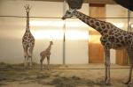 Ósma żyrafa urodziła się w opolskim zoo