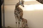 Ósma żyrafa urodziła się w opolskim zoo