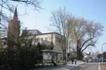 Drzewa przy urzędzie wojewódzkim do wycinki