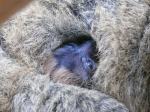 W opolskim zoo urodził się lemur
