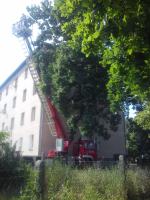 Strażacy zdjęli z drzewa papugę