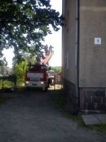 Strażacy zdjęli z drzewa papugę