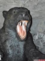 Wielkie otwarcie Zaginionego Miasta Rosenau 