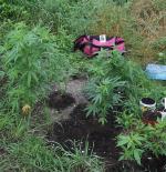 Ponad 50 krzaków konopi rosło na plantacji w Opolu