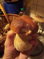 Zobacz zdjęcia z grzybobrań naszych czytelników