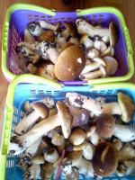 Zobacz zdjęcia z grzybobrań naszych czytelników