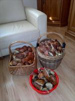 Grzybów w lasach nie brakuje. Zobacz kolejne zdjęcia czytelników.