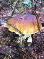 Grzybów w lasach nie brakuje. Zobacz kolejne zdjęcia czytelników.