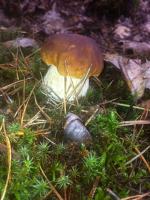 Grzybów w lasach nie brakuje. Zobacz kolejne zdjęcia czytelników.