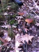 Grzybów w lasach nie brakuje. Zobacz kolejne zdjęcia czytelników.