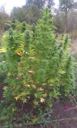 28-latek założył w lesie plantację konopi indyjskich