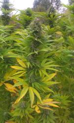 28-latek założył w lesie plantację konopi indyjskich