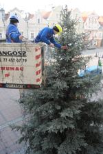Opole przygotowuje się na święta. Choinka pod ratuszem już jest.