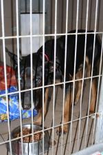 Ponad 200 zwierząt z opolskiego schroniska czeka na drugi dom