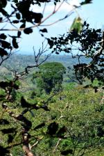 Opolscy podróżnicy w koronach drzew boliwijskiej dżungli