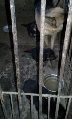 Nielegalna hodowla psów. Były trzymane w skandalicznych warunkach.