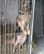 Nielegalna hodowla psów. Były trzymane w skandalicznych warunkach.