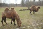 Wielbłąd przyszedł na świat w opolskim zoo
