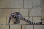 Kolejny malutki lemur w opolskim zoo