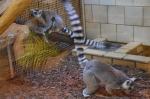 Kolejny malutki lemur w opolskim zoo