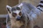 Kolejny malutki lemur w opolskim zoo