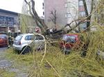 Silny wiatr przewraca drzewa na Opolszczyźnie