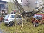 Silny wiatr przewraca drzewa na Opolszczyźnie