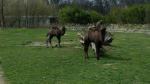 W opolskim zoo przyszła na świat wielbłądzica