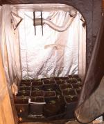 Dwaj mężczyźni uprawiali konopie w firmie, w której pracowali