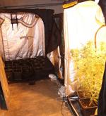 Dwaj mężczyźni uprawiali konopie w firmie, w której pracowali