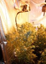 Dwaj mężczyźni uprawiali konopie w firmie, w której pracowali