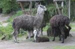W opolskim zoo przyszła na świat alpaka