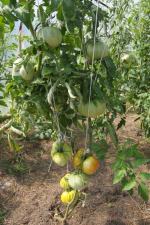 Gigantyczne warzywa na działce Jana Styry