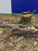 24 drzewa wycięto przy ul. Sandomierskiej