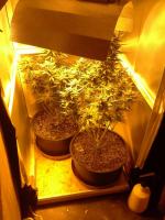 Nielegalna plantacja konopii w Wołczynie zlikwidowana 