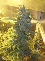 Nielegalna plantacja konopii w Wołczynie zlikwidowana 