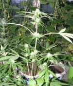 Uprawiał krzaki konopi w szklarni między ogórkami