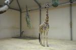 Żyrafa przyszła na świat w opolskim zoo