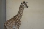 Żyrafa przyszła na świat w opolskim zoo