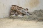 Żyrafa przyszła na świat w opolskim zoo
