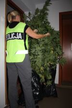 Dwaj mężczyźni założyli plantację konopi na leśnej polanie