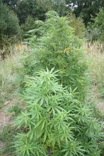 Dwaj mężczyźni założyli plantację konopi na leśnej polanie