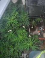 Plantacja konopi ukryta pod podłogą remontowanego domu